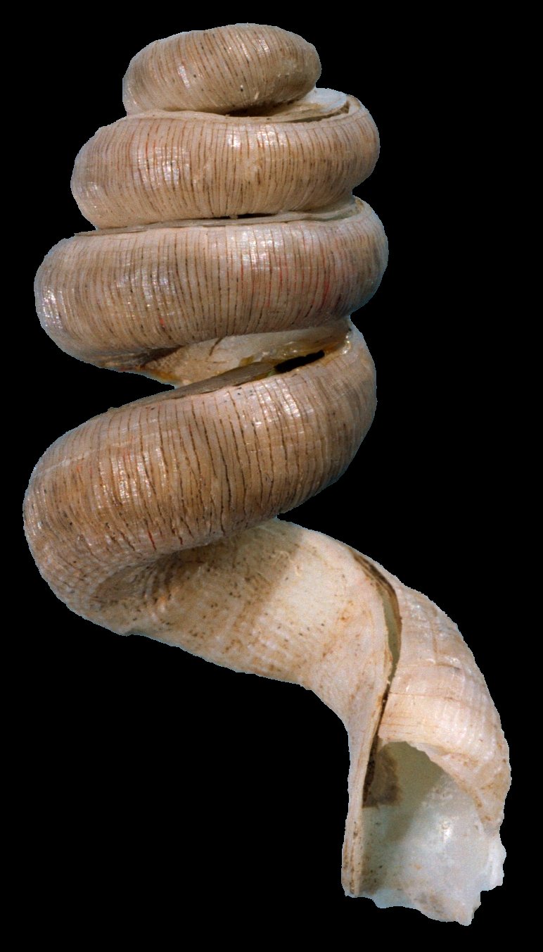 Tenagodus obtusus e Petalopoma elisabettae